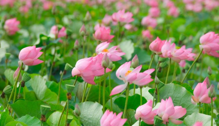 lotus flower in Vietnamese culture _ spirit