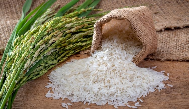 origins of rice in Vietnam