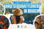 Hanoi Seasonal Flowers in march