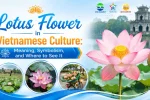 Lotus Flower in Vietnamese Culture