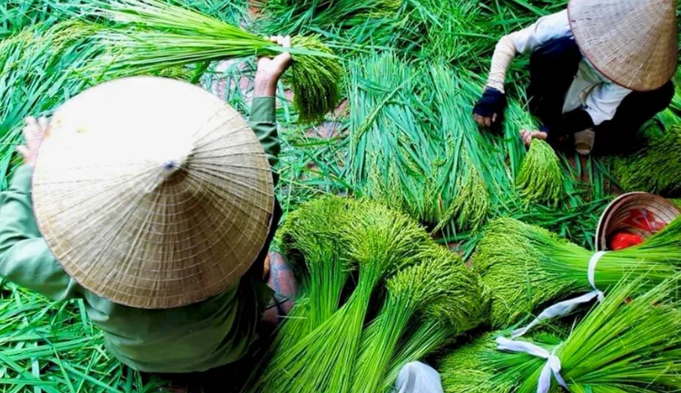 craft villages in hanoi - lang vong